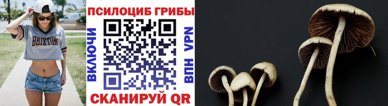 Галлюциногенные грибы Psilocybine cubensis  Пучеж 